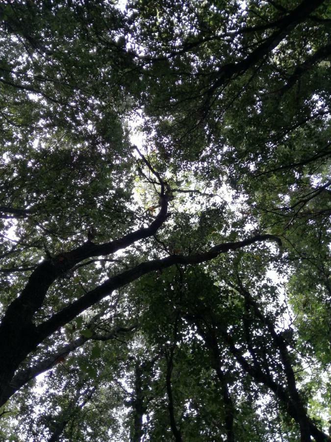 Вилла Relais Il Giardino Fra Gli Ulivi Торино-ди-Сангро Экстерьер фото