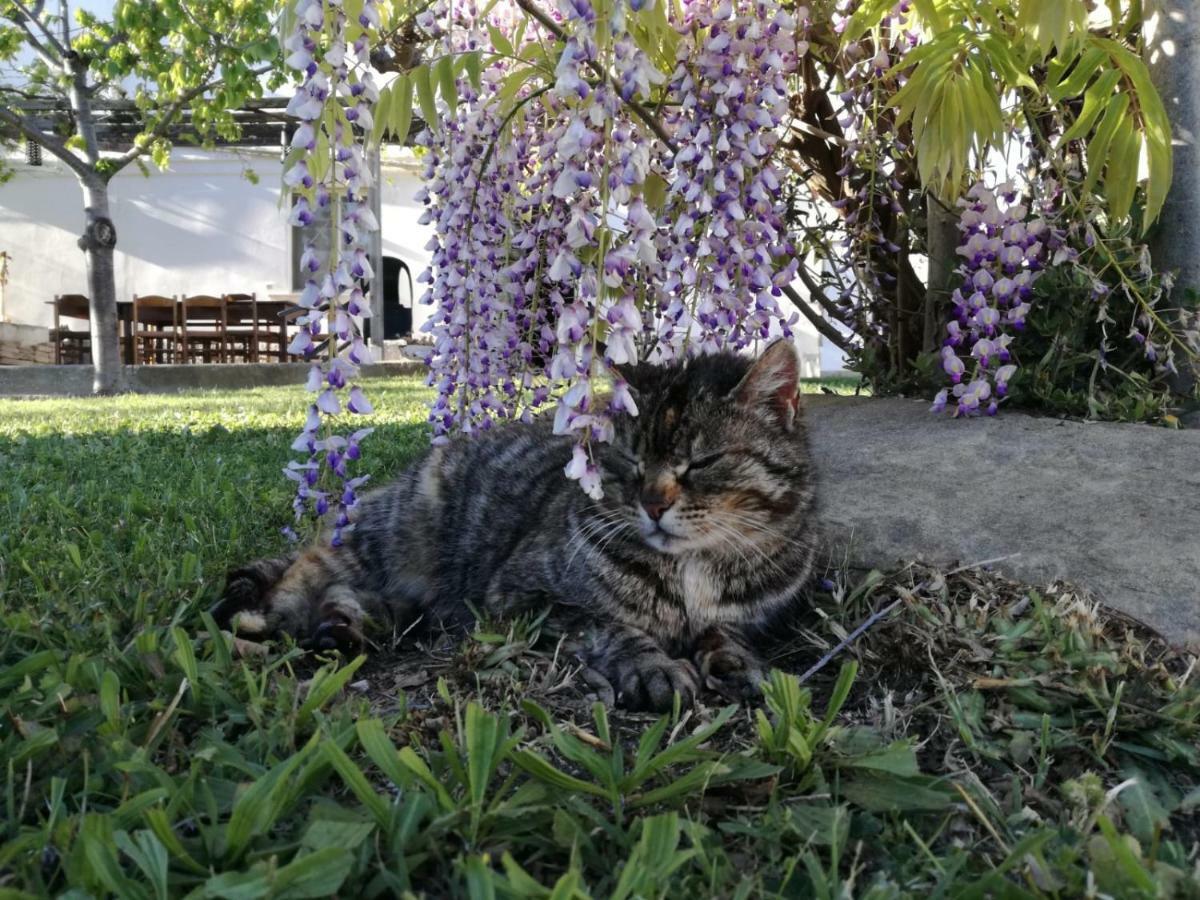 Вилла Relais Il Giardino Fra Gli Ulivi Торино-ди-Сангро Экстерьер фото